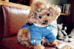 Autumn and Winter Thick Warm Denim Cotton Coat Pet Clothes Suitable for Poodle, Pomeranian, Teddy to Keep Warm and Comfotable