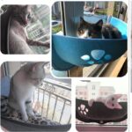 Hot Sale Pet Hammock Beds Bearing 20kg Cat Window Lounger Suction Hammock Pet Cat Window shelf Comfortable Cat Ferret Pet Bed